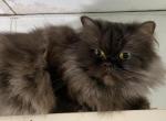 Libby - Ragamuffin Cat For Sale - Salem, OR, US