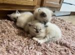 Ragdoll kittens Kats Ravishing Ragdolls - Ragdoll Kitten For Sale - 