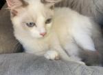 Astro boy - Ragdoll Kitten For Sale - Calabasas, CA, US