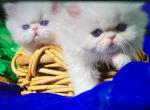 CFA registered dollface Blue Eyed White Persians - Persian Kitten For Sale - 