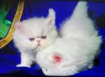 CFA registered dollface Blue Eyed White Persians - Persian Kitten For Sale - 