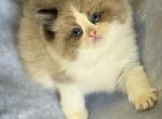 Cashew Show Quality male European bloodlines - Ragdoll Kitten For Sale - 