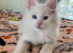 BooBerry - Maine Coon Kitten For Sale - 