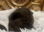 British kittens - British Shorthair Kitten For Sale - Thornton, CO, US