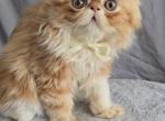 Preston - Domestic Kitten For Sale - Harwood Heights, IL, US