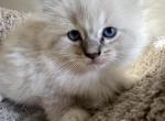 Sierra - Ragdoll Kitten For Sale - 