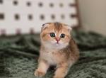 Coco - Scottish Fold Kitten For Sale - 