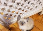 Siamese Kitties - Siamese Kitten For Sale - Worcester, MA, US