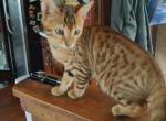 Ragnar deposit - Bengal Kitten For Sale - Middleport, NY, US