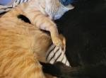 Nemo - Domestic Cat For Adoption - 