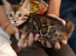 Luna's Girl - Bengal Kitten For Sale - 