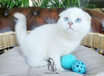 Diego - Scottish Fold Kitten For Sale - GA, US