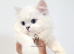 Marcelle - Scottish Straight Kitten For Sale - GA, US