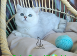 Sam - Scottish Straight Kitten For Sale - GA, US