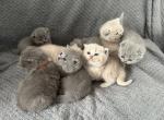 RICKY AND ROSE - British Shorthair Kitten For Adoption - Madison Square, NY, US