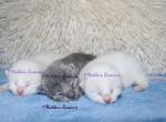 Russian Blue & White Kittens - Russian Blue Kitten For Sale - Springfield, OH, US