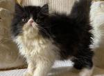 Maggie - Persian Kitten For Sale - 