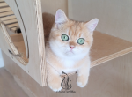 Ariana - British Shorthair Kitten For Sale - 