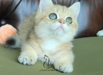 Gregory - British Shorthair Kitten For Sale - TN, US