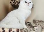 Wisp - Persian Kitten For Sale - Lexington, KY, US