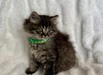 British Kitties - Domestic Kitten For Sale - Westfield, MA, US