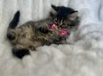 British Kitty Kitties - Domestic Kitten For Sale - 