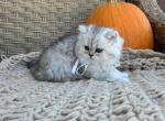 Wilma - Persian Kitten For Sale - 