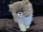 Blue and white Persian male - Persian Kitten For Sale - Greenwood, SC, US