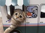 Scottish fold male - Scottish Fold Kitten For Sale - Minneapolis, MN, US