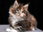 Lilia - Maine Coon Kitten For Sale - Hollywood, FL, US