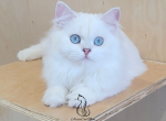 Bebe - Scottish Straight Kitten For Sale - TN, US