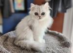 Cupcake - Persian Kitten For Sale - Chaska, MN, US