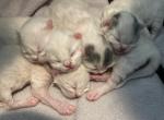 Litter two - Scottish Fold Kitten For Sale - Beaumont, CA, US