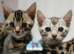 Anna's Kittens - Bengal Kitten For Sale - Richland, WA, US