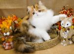 Show Quality Calico Female Purebred Persian Kitten - Persian Kitten For Sale - CA, US