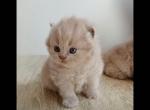 LUXURY PURE BREED BRITISH SHORTHAIT KITTENS - British Shorthair Kitten For Sale - CT, US