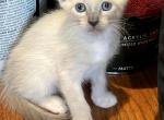 Ivy and evil's kittens - Siamese Kitten For Sale - Randolph, MA, US