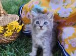 Adorable Kittens for Adoption - Domestic Kitten For Sale - Rio Linda, CA, US