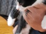 Tippy - Domestic Kitten For Adoption - 