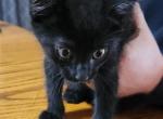 Bear - Domestic Kitten For Sale - Norwalk, OH, US