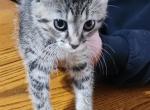 Baby - Domestic Kitten For Sale - 