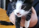 Piglet - Domestic Kitten For Sale - Norwalk, OH, US