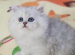 MAX - Persian Kitten For Sale - East Stroudsburg, PA, US