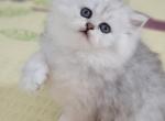 Penny - Persian Kitten For Sale - East Stroudsburg, PA, US