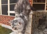 Paw casso - Persian Kitten For Sale - Allen, TX, US