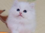 Tink - Persian Kitten For Sale - 