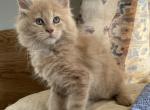 Ari red smoke male - Maine Coon Kitten For Sale - Benton, PA, US