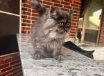 Lola - Persian Kitten For Sale - 