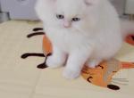 Charlie - Persian Kitten For Sale - 