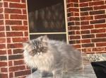 Leonardo meow Vinci - Persian Kitten For Sale - Allen, TX, US